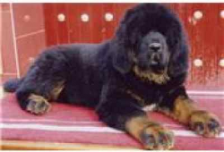 藏獒视频,勇猛与忠诚的守护者